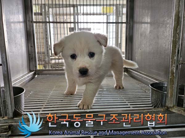 한국동물구조관리협회_441560202401323
